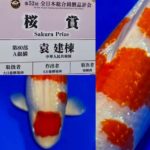 Sakura prize 2021 All Japan koi Show