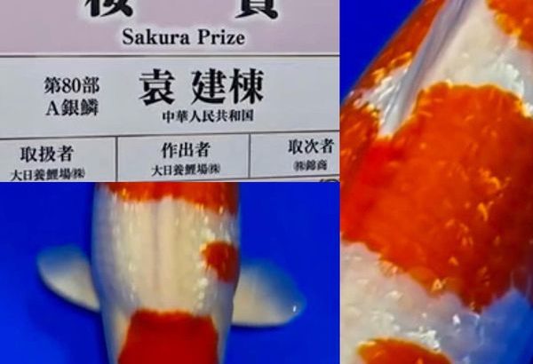 Sakura prize 2021 All Japan koi Show