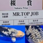 Sakura prize 2021 All Japan koi Show