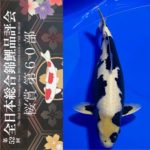 Sakura prize 2021 All Japan koi Show