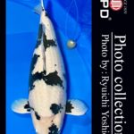 JPD Koi photo Video Collections