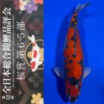 Sakura prize 2021 All Japan koi Show