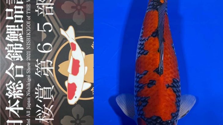 Sakura prize 2021 All Japan koi Show