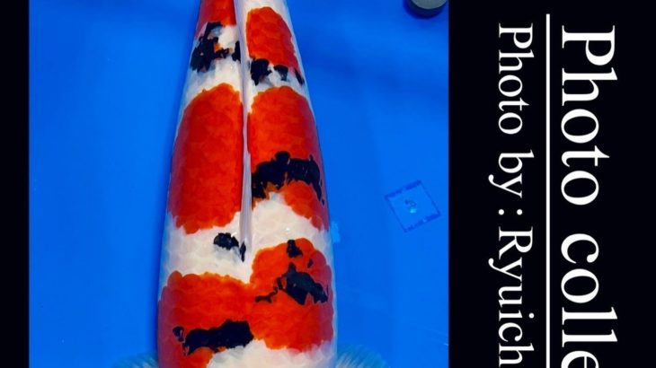 JPD Koi photo Video Collections