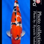 JPD Koi photo Video Collections