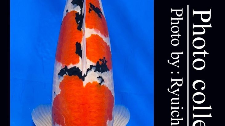 JPD Koi photo Video Collections