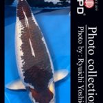 JPD Koi photo Video Collections  2022 No-28