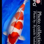 JPD Koi photo Video Collections