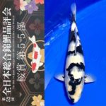 Sakura prize 2021 All Japan koi Show