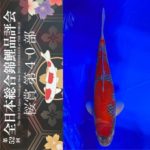 Sakura prize 2021 All Japan koi Show