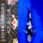 Sakura prize 2021 All Japan koi Show