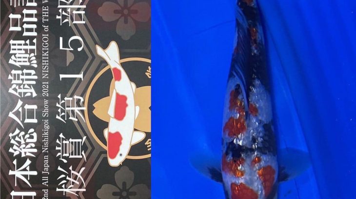 Sakura prize 2021 All Japan koi Show