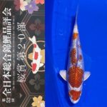 Sakura prize 2021 All Japan koi Show