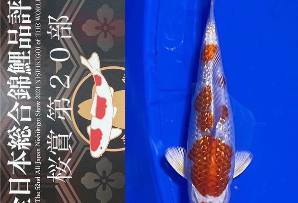 Sakura prize 2021 All Japan koi Show