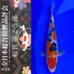 Sakura prize 2021 All Japan koi Show