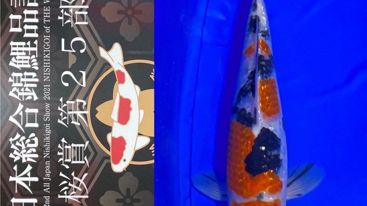 Sakura prize 2021 All Japan koi Show