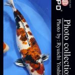 JPD Koi photo Video Collections