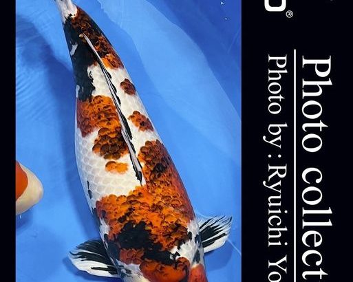 JPD Koi photo Video Collections