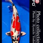 JPD Koi photo Video Collections