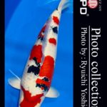 JPD Koi photo Video Collections