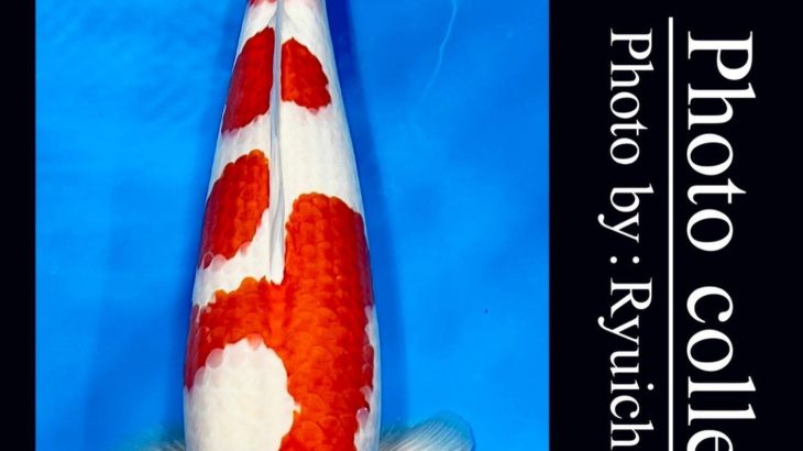 JPD Koi photo Video Collections