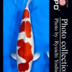 JPD Koi photo Video Collections