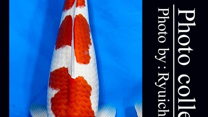 JPD Koi photo Video Collections