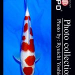 JPD Koi photo Video Collections