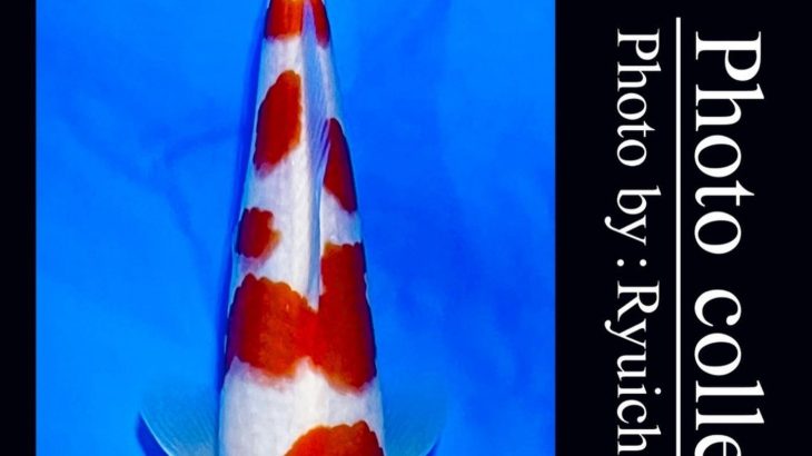 JPD Koi photo Video Collections