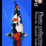 JPD Koi photo Video Collections