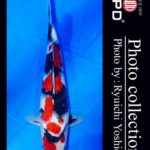 JPD Koi photo Video Collections