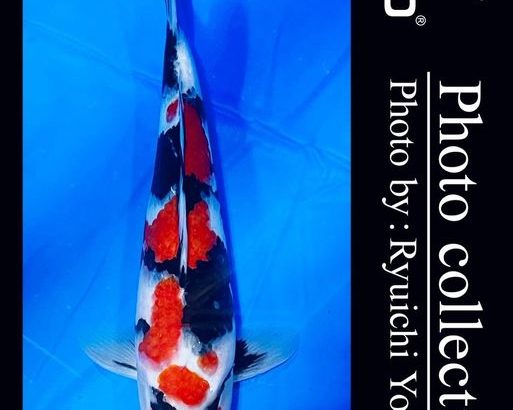 JPD Koi photo Video Collections