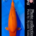 JPD Koi photo Video Collections