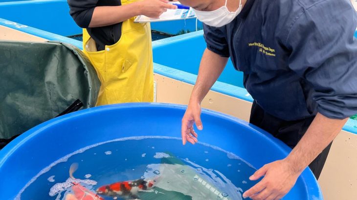 Narita Koi Farms Japan preparation for All Japan Young Koi Show entry.