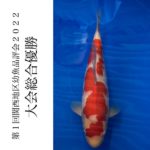 2022年5月15日 第1回関西地区幼魚品評会2022