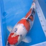 1th Italian koi Expo 2022 Congratulations to JPD Tategoi Prize owners