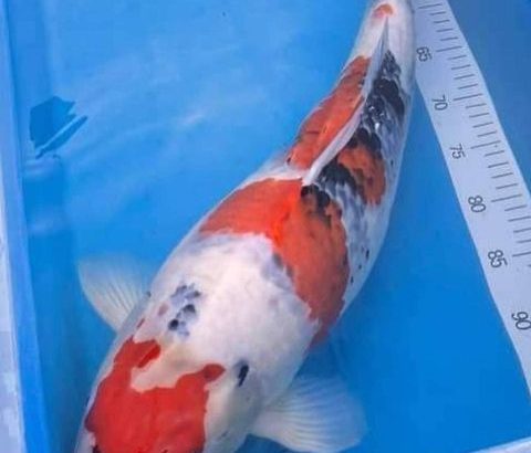 1th Italian koi Expo 2022 Congratulations to JPD Tategoi Prize owners