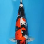 First Italian koi Expo