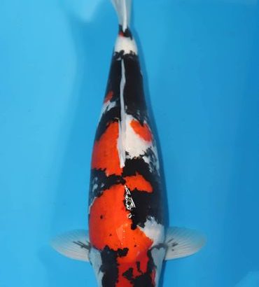 First Italian koi Expo