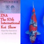 ZNA The 57th International  Koi Show 2021