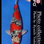 ZNA The 57th International  Koi Show 2021