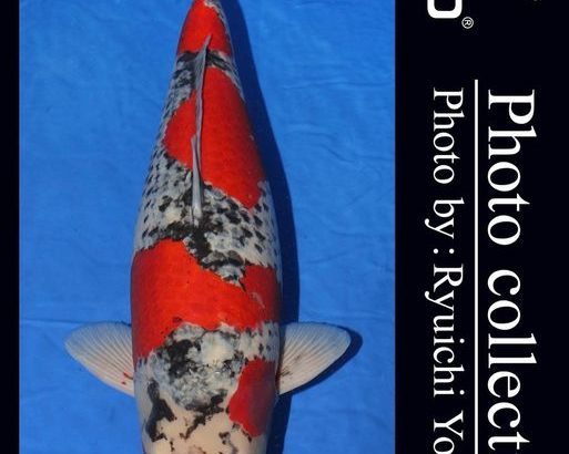 ZNA The 57th International  Koi Show 2021