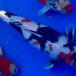 ZNA The 57th International  Koi Show 2021