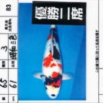 ZNA The 57th International Koi Show 2021