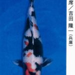 ZNA The 57th International Koi Show 2021