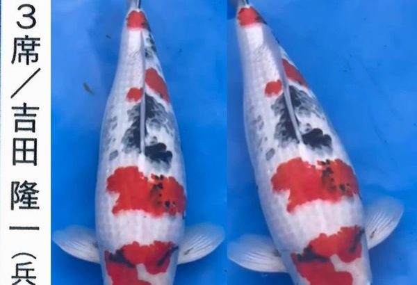 ZNA The 57th International Koi Show 2021