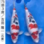 ZNA The 57th International Koi Show 2021