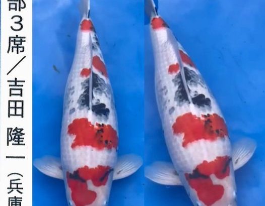 ZNA The 57th International Koi Show 2021