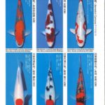 ZNA The 57th International Koi Show 2021