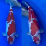 46th Tokai District koi show 2021